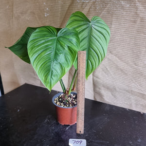 #709 Philodendron Tenue x Plowmanii