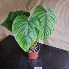 Load image into Gallery viewer, #709 Philodendron Tenue x Plowmanii