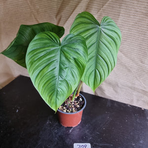 #709 Philodendron Tenue x Plowmanii