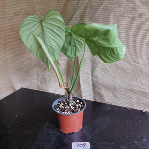 #709 Philodendron Tenue x Plowmanii