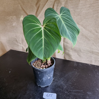 #615 Philodendron Gloriosum