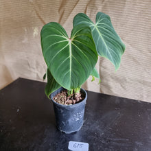 Load image into Gallery viewer, #615 Philodendron Gloriosum