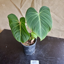 Load image into Gallery viewer, #615 Philodendron Gloriosum