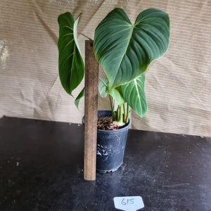 #615 Philodendron Gloriosum