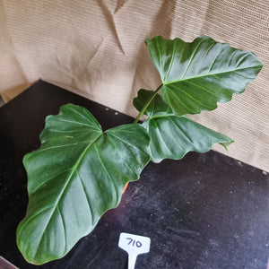 #710 Philodendron Corsinianum / 'Bronze Shield'