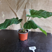 Load image into Gallery viewer, #710 Philodendron Corsinianum / &#39;Bronze Shield&#39;