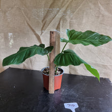 Load image into Gallery viewer, #710 Philodendron Corsinianum / &#39;Bronze Shield&#39;