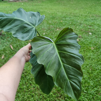#710 Philodendron Corsinianum / 'Bronze Shield'