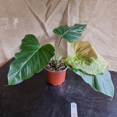 #43 Philodendron Corsinianum / 'Bronze Shield'