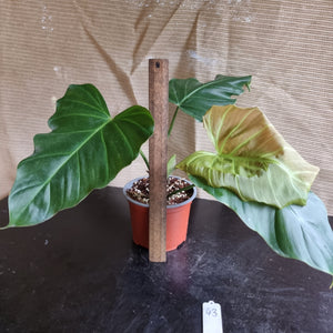 #43 Philodendron Corsinianum / 'Bronze Shield'