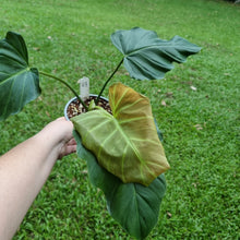 Load image into Gallery viewer, #43 Philodendron Corsinianum / &#39;Bronze Shield&#39;