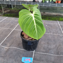 Load image into Gallery viewer, #108 Philodendron Gloriosum