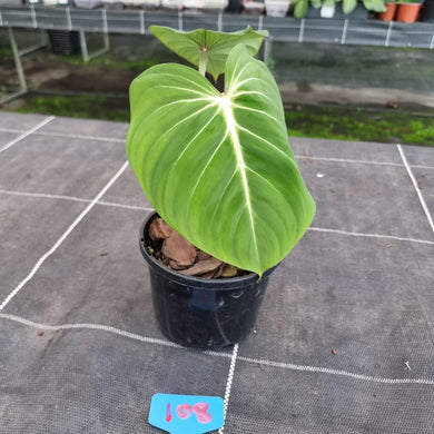 #108 Philodendron Gloriosum