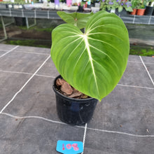 Load image into Gallery viewer, #108 Philodendron Gloriosum