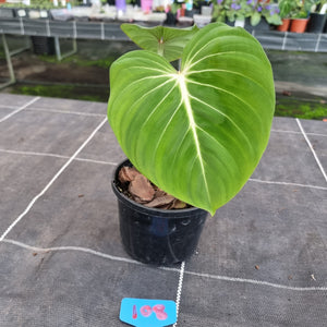 #108 Philodendron Gloriosum