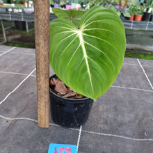 Load image into Gallery viewer, #108 Philodendron Gloriosum