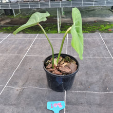 Load image into Gallery viewer, #108 Philodendron Gloriosum