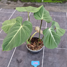 Load image into Gallery viewer, #106 Philodendron Gloriosum
