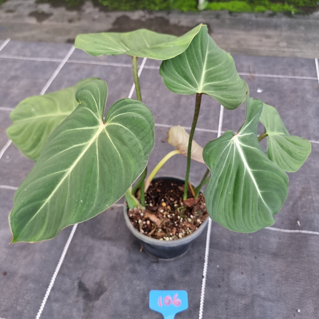 #106 Philodendron Gloriosum