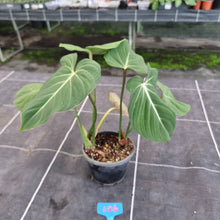 Load image into Gallery viewer, #106 Philodendron Gloriosum