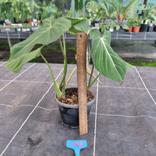 Load image into Gallery viewer, #106 Philodendron Gloriosum