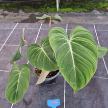 Load image into Gallery viewer, #106 Philodendron Gloriosum