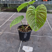 Load image into Gallery viewer, #62 Philodendron Majestic