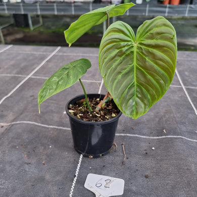 #62 Philodendron Majestic