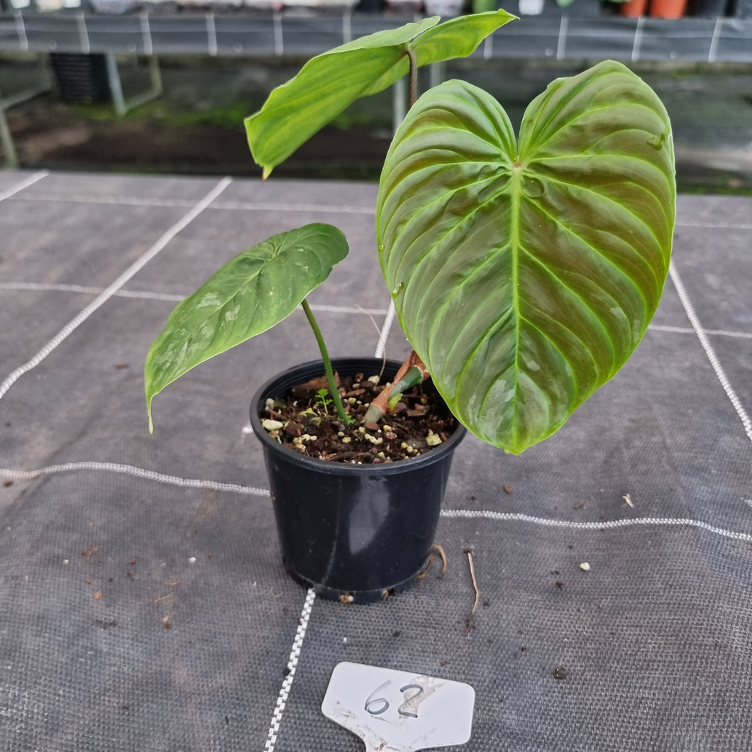 #62 Philodendron Majestic