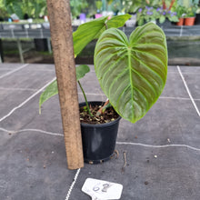 Load image into Gallery viewer, #62 Philodendron Majestic