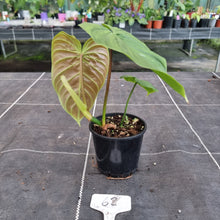 Load image into Gallery viewer, #62 Philodendron Majestic