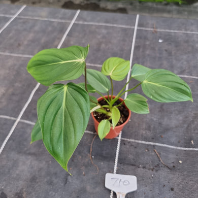#710 Philodendron Pastazanum x Gloriosum