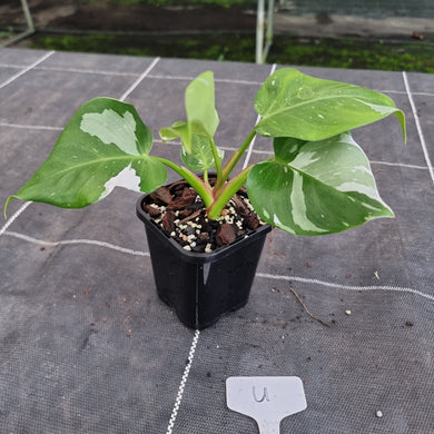 #U Philodendron White Princess