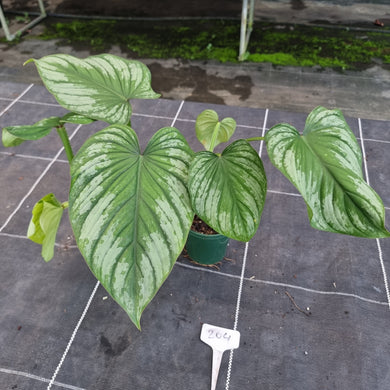 #204 Philodendron Silver Cloud