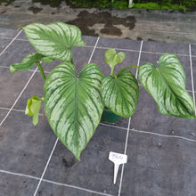 Load image into Gallery viewer, #204 Philodendron Silver Cloud