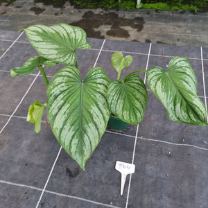 #204 Philodendron Silver Cloud