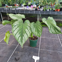 Load image into Gallery viewer, #204 Philodendron Silver Cloud