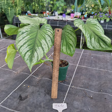 Load image into Gallery viewer, #204 Philodendron Silver Cloud