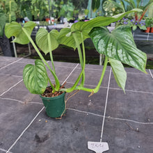 Load image into Gallery viewer, #204 Philodendron Silver Cloud