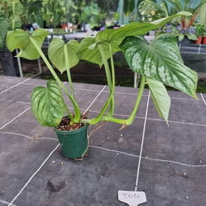 #204 Philodendron Silver Cloud