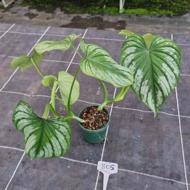 #805 Philodendron Silver Cloud