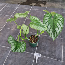 Load image into Gallery viewer, #805 Philodendron Silver Cloud