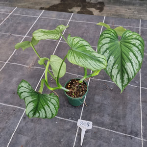#805 Philodendron Silver Cloud