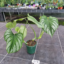 Load image into Gallery viewer, #805 Philodendron Silver Cloud