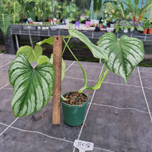 Load image into Gallery viewer, #805 Philodendron Silver Cloud