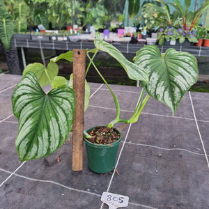 #805 Philodendron Silver Cloud
