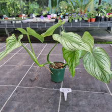 Load image into Gallery viewer, #805 Philodendron Silver Cloud