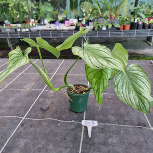#805 Philodendron Silver Cloud