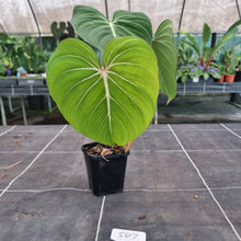 Load image into Gallery viewer, #507 Philodendron Gloriosum