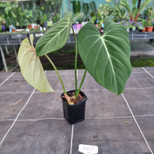 Load image into Gallery viewer, #507 Philodendron Gloriosum